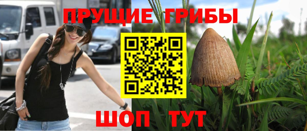 Владимир  Галлюциногенные грибы Psilocybe  Вход с VPN  купить наркоту  Галлюциногенные грибы прущие грибы 