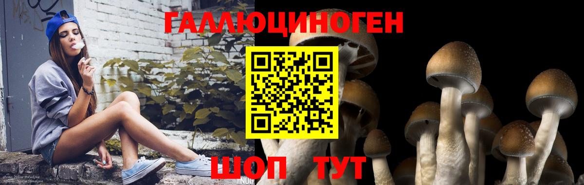 Псилоцибиновые грибы Psilocybine cubensis Владимир